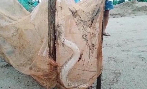 Belonia : 4-Feet long Python caught in fishing net
